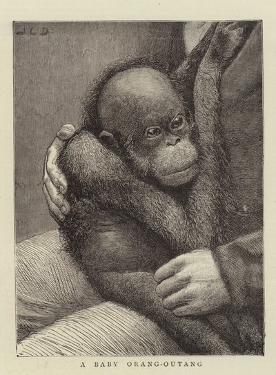 赤ちゃんの人-Outang 作： John Charles Dollman
